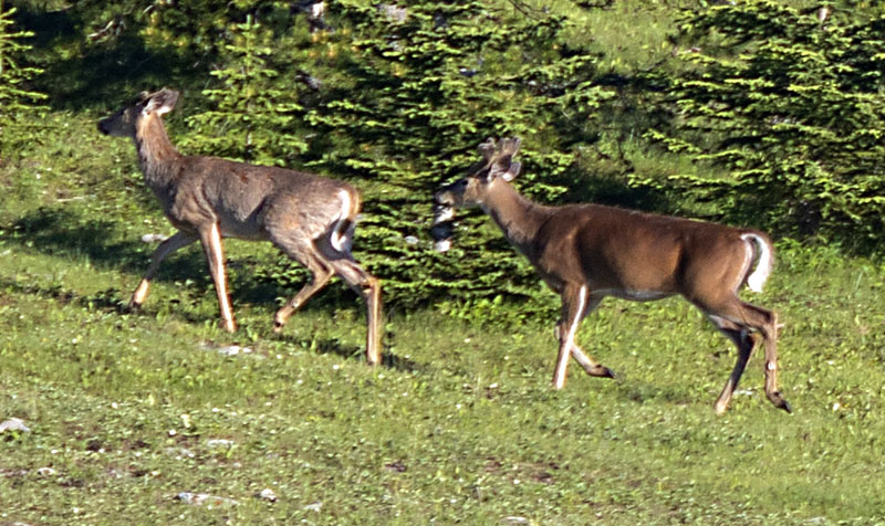 Two Deer