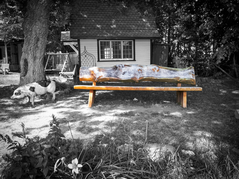 bench with pig