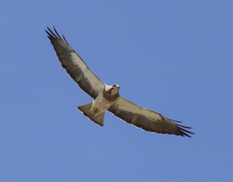 hawk in flight