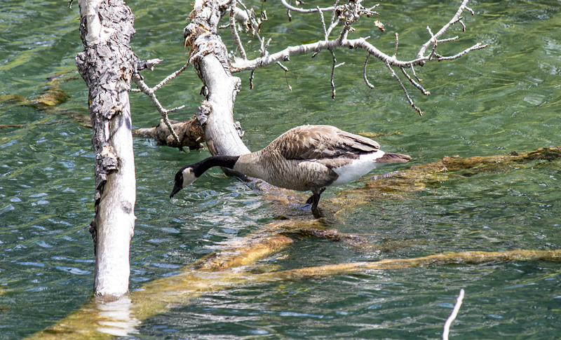 goose fishing