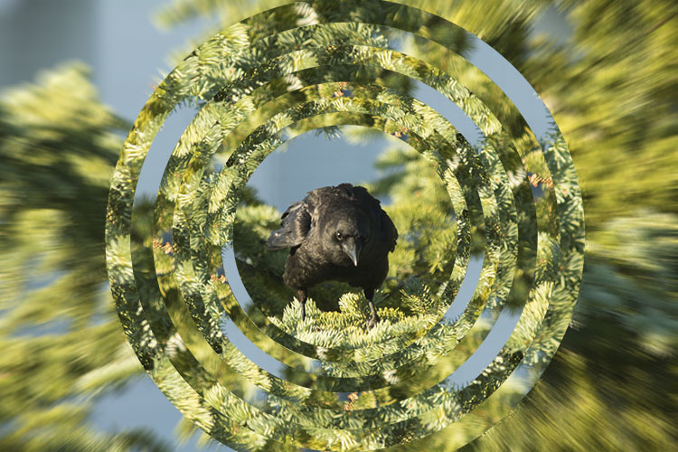 crow in a circle