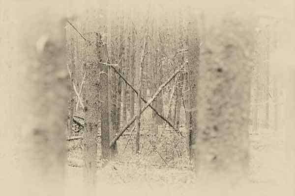 old style forest image